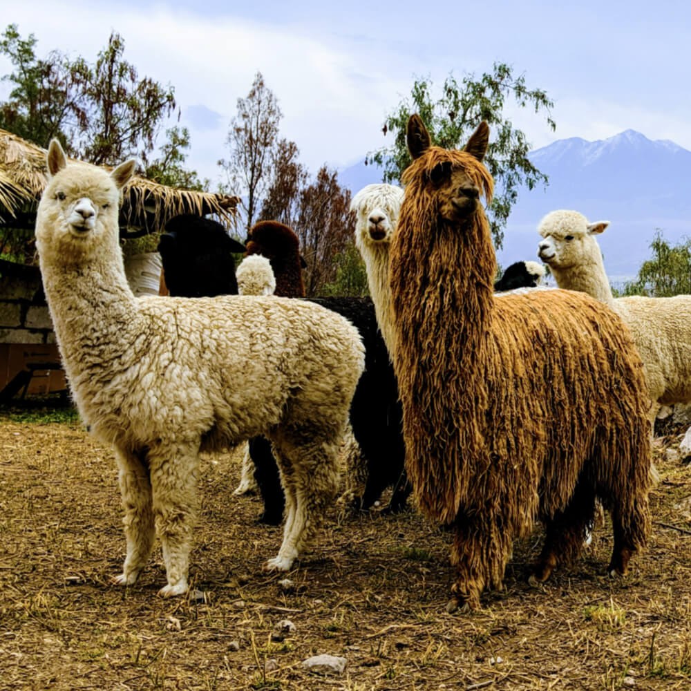 white and brown alpacas in a corral, facing the camera